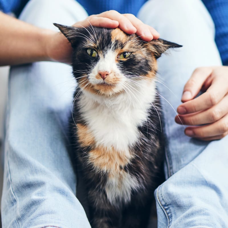Cat & Dog Wellness Exams, Greater Victoria